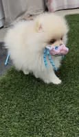 Baby Queen , a female Pomeranian for sale in San Diego, CA – 9 of 9
