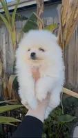 Polar , a male Pomeranian for sale in San Diego, CA – Photo 3 of 10