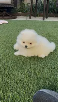 Polar , a male Pomeranian for sale in San Diego, CA – Photo 2 of 10