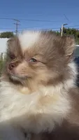 Rare Chocolate Merle Sable Female – Embark DNA Tested, a female Pomeranian for sale in San Diego, CA – 6 of 9