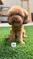 Happy 💛 Adorable Bichpoo Puppy | Designer Companion, a male Poodle - Toy  and Bichpoo for sale in San Diego, CA – 9 of 10