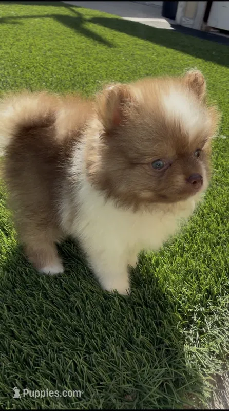 Rare Chocolate Merle Sable Female – Embark DNA Tested – Pomeranian puppy for sale in San Diego, CA