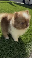 Rare Chocolate Merle Sable Female – Embark DNA Tested, a female Pomeranian for sale in San Diego, CA – 1 of 9