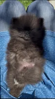 baby boy super tiny, a male Pomeranian for sale in San Diego, CA – 6 of 10