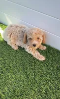 Angel ❤️ Adorable Bichpoo Puppy | Designer Companion, a male Poodle - Toy  and Bichpoo for sale in San Diego, CA – 4 of 8