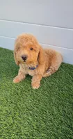 Miko 💙 Adorable Bichpoo Puppy | Designer dog, a male Poodle - Toy  and Bichpoo for sale in San Diego, CA – 9 of 10