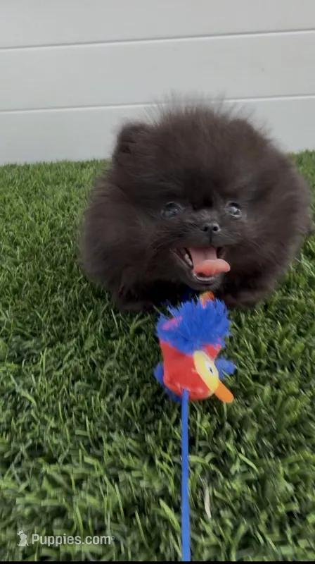 🖤 Tiny Black AKC Pomeranian Male • Full Rights • Sweet & Cuddly – Pomeranian puppy for sale in San Diego, CA