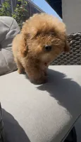 happy girl, a female Poodle - Toy  and Bichpoo for sale in San Diego, CA – 3 of 9