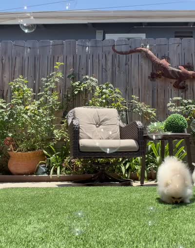 Paris tiny girl, a female Pomeranian for sale in San Diego, CA – 7 of 9