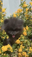Shadow Micro Pomeranian Calm Pup, a male Pomeranian for sale in San Diego, CA – 5 of 6