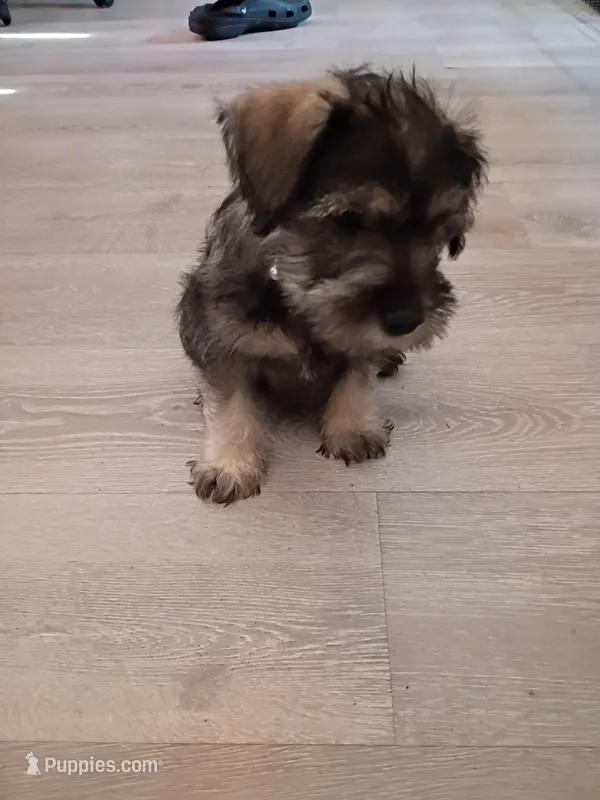 Cupcake – Miniature Schnauzer puppy for sale in Augusta, GA