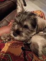Cupcake, a female Miniature Schnauzer for sale in Augusta, GA – Photo 2 of 2