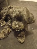 No name , a female Maltese for sale in Anoka, MN – Photo 2 of 6