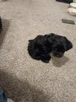 No name , a female Maltese for sale in Anoka, MN – Photo 3 of 6