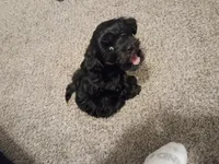 No name , a female Maltese for sale in Anoka, MN – Photo 4 of 6