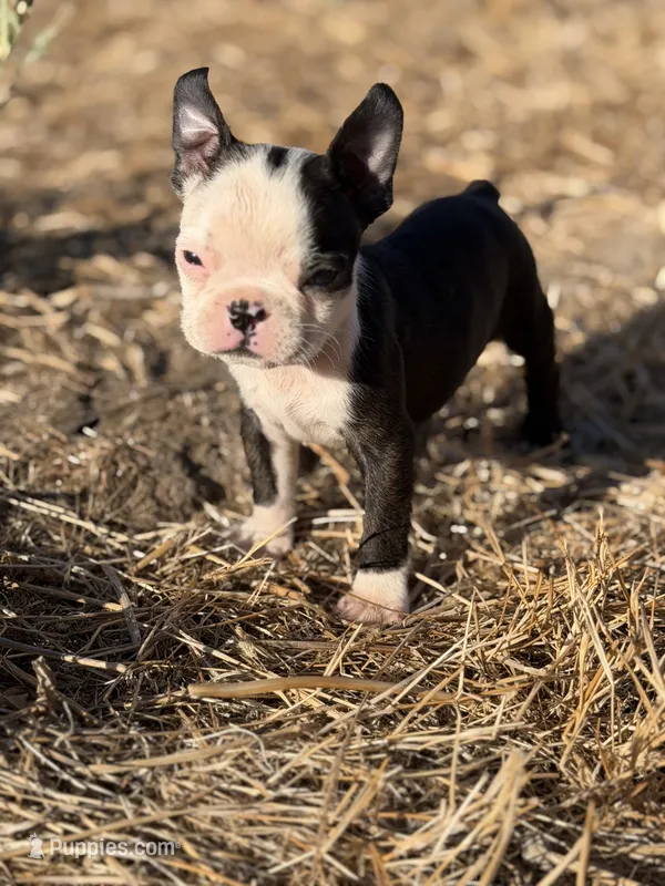 Bobby – Boston Terrier puppy for sale in Stockton, CA