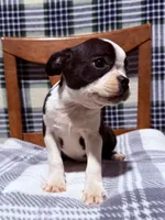 Prince, a male Boston Terrier for sale in Stockton, CA – 9 of 10