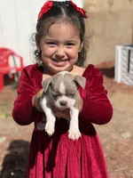 Mochi, a female Boston Terrier for sale in Stockton, CA – 4 of 7