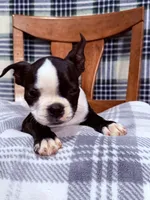 Bobo , a male Boston Terrier for sale in Stockton, CA – 6 of 9