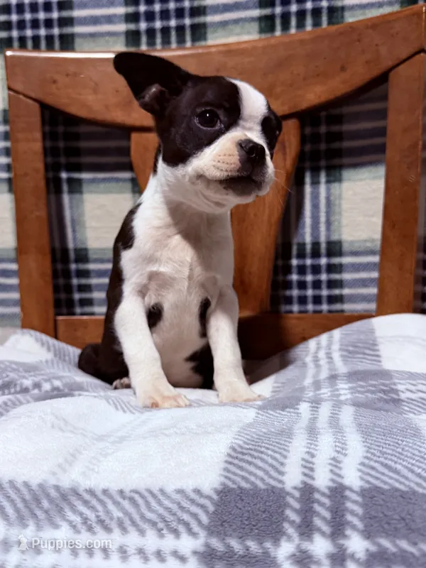 Prince – Boston Terrier puppy for sale in Stockton, CA