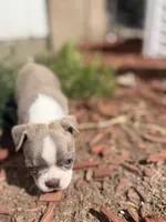 Mochi, a female Boston Terrier for sale in Stockton, CA – 5 of 7