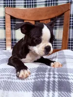 Bobo , a male Boston Terrier for sale in Stockton, CA – 9 of 9