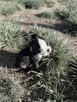 Bobo , a male Boston Terrier for sale in Stockton, CA – 5 of 6