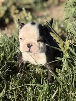 Bobby, a male Boston Terrier for sale in Stockton, CA – 5 of 7