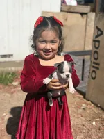Sterling , a male Boston Terrier for sale in Stockton, CA – 2 of 4