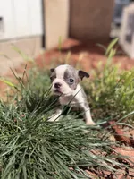 Indigo , a male Boston Terrier for sale in Stockton, CA – 3 of 3