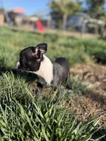 Bobo , a male Boston Terrier for sale in Stockton, CA – 4 of 6