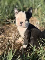 Bobby, a male Boston Terrier for sale in Stockton, CA – 6 of 7