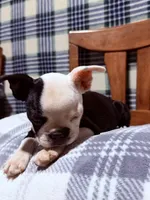 Whimsy, a female Boston Terrier for sale in Stockton, CA – 6 of 6