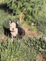 Bobby, a male Boston Terrier for sale in Stockton, CA – 7 of 7