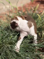 Brownie , a male Boston Terrier for sale in Stockton, CA – 3 of 5