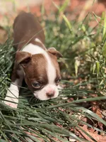 Brownie , a male Boston Terrier for sale in Stockton, CA – 4 of 5
