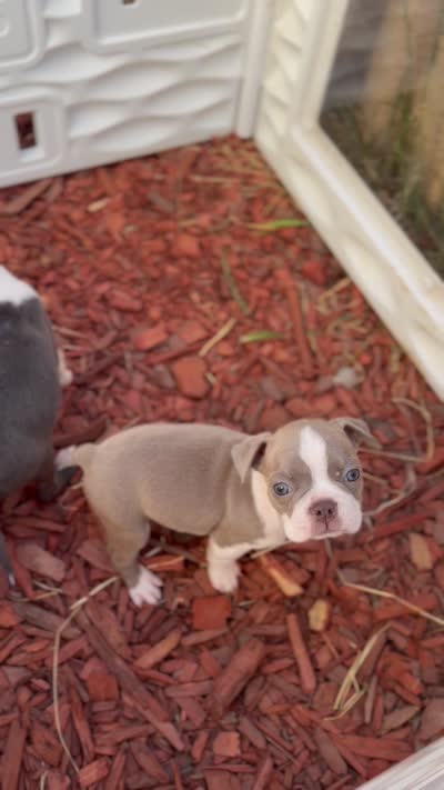 Mochi, a female Boston Terrier for sale in Stockton, CA – 7 of 7