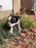 Millie, a female Boston Terrier for sale in Stockton, CA – 4 of 5
