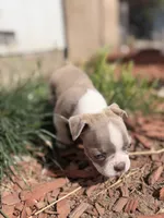 Mochi, a female Boston Terrier for sale in Stockton, CA – 3 of 7