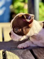 Brownie , a male Boston Terrier for sale in Stockton, CA – 5 of 5