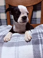 Whimsy, a female Boston Terrier for sale in Stockton, CA – 4 of 6