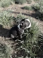 Bobo , a male Boston Terrier for sale in Stockton, CA – 6 of 6