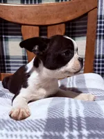 Prince, a male Boston Terrier for sale in Stockton, CA – 8 of 10