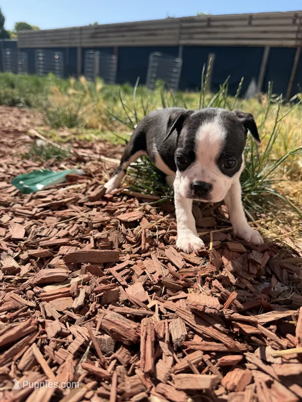 Millie – Boston Terrier puppy for sale in Stockton, CA