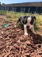 Millie, a female Boston Terrier for sale in Stockton, CA – 1 of 5