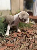Mochi, a female Boston Terrier for sale in Stockton, CA – 6 of 7