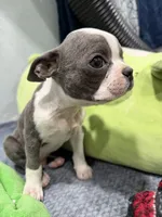 Indigo , a male Boston Terrier for sale in Stockton, CA – 1 of 4