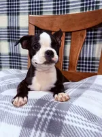 Bobo , a male Boston Terrier for sale in Stockton, CA – 8 of 9