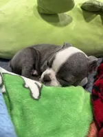 Indigo , a male Boston Terrier for sale in Stockton, CA – 3 of 4
