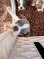Mochi, a female Boston Terrier for sale in Stockton, CA – 2 of 7